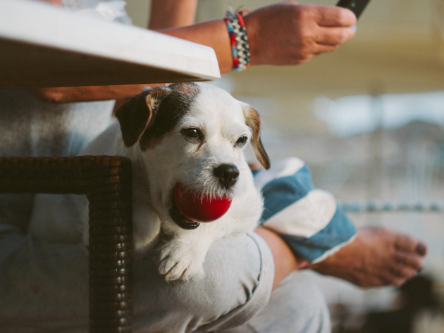 海外のペット事情ってどうなの 犬の英会話