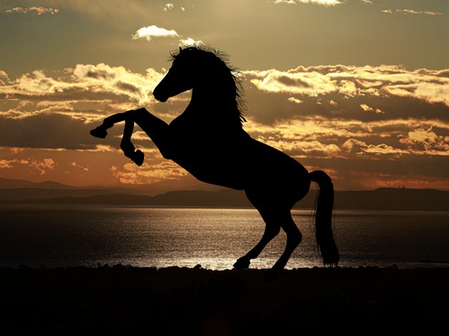 英語記事 野生の馬は絶滅した 驚きの記事で英語学習
