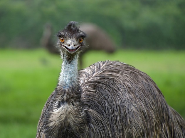 鳥に嫌われる人